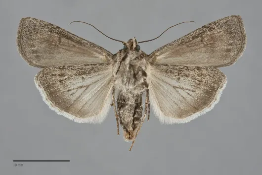 Euxoa aberrans