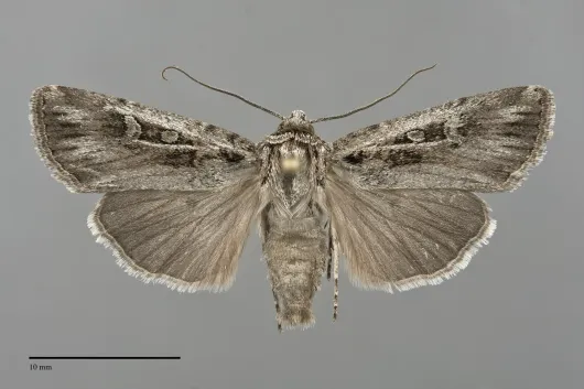 Euxoa absona
