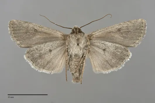 Euxoa absona