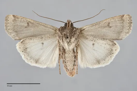 Euxoa adumbrata