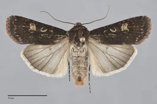 Euxoa adumbrata