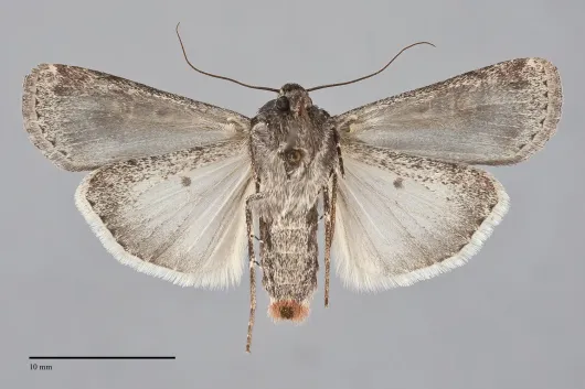 Euxoa adumbrata
