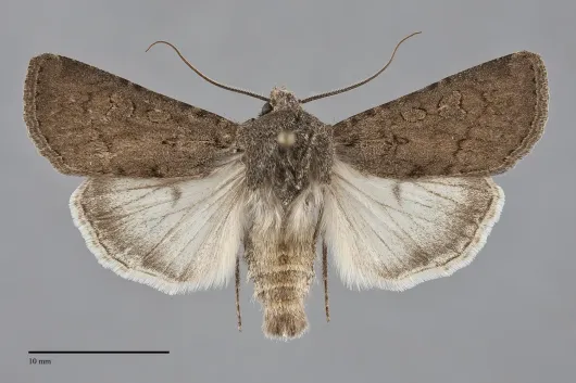Euxoa aequalis