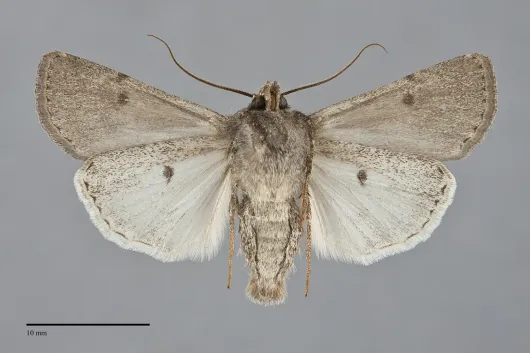 Euxoa aequalis