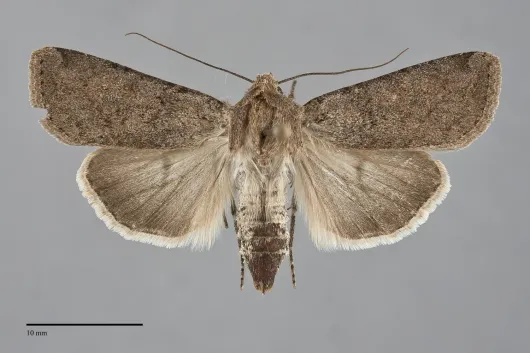 Euxoa aequalis
