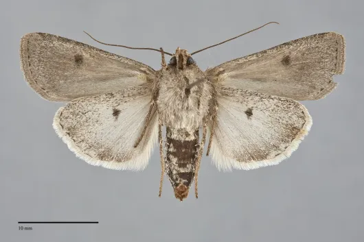 Euxoa aequalis
