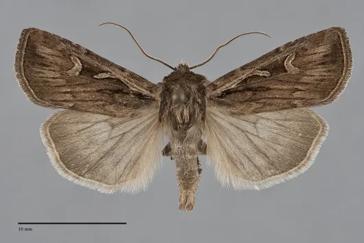 Euxoa agema