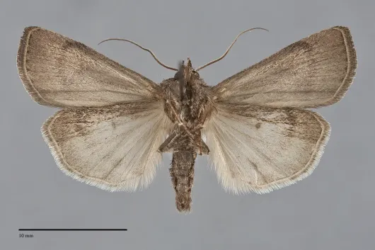 Euxoa agema