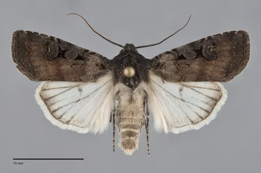 Euxoa albipennis