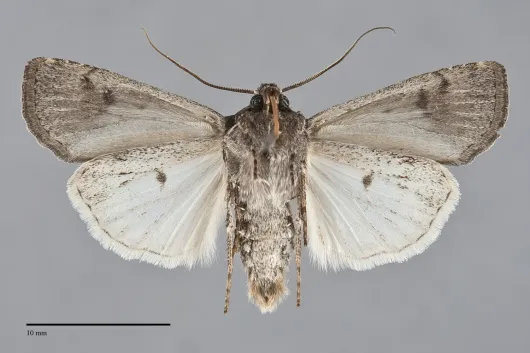 Euxoa albipennis