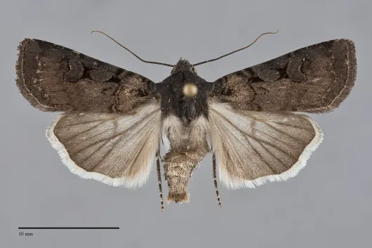 Euxoa albipennis