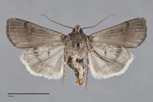 Euxoa albipennis