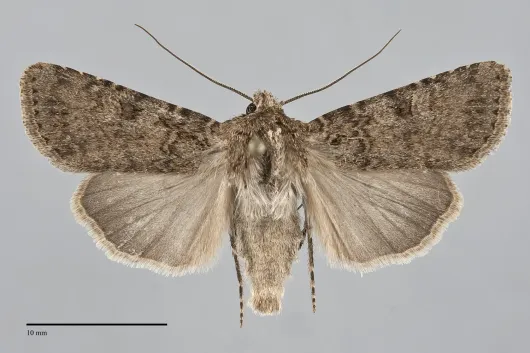 Euxoa altens