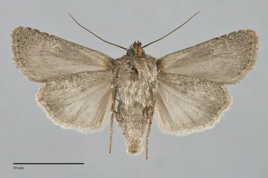 Euxoa altens