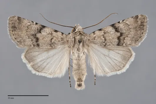 Euxoa annulipes