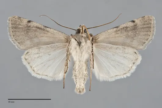 Euxoa annulipes