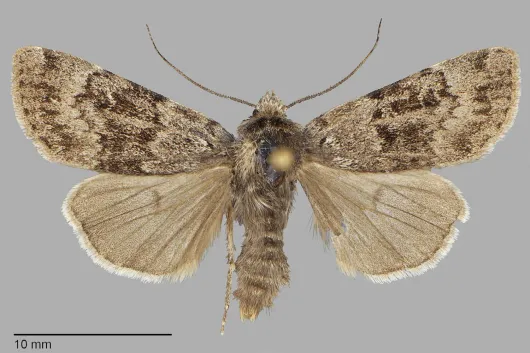 Euxoa apopsis