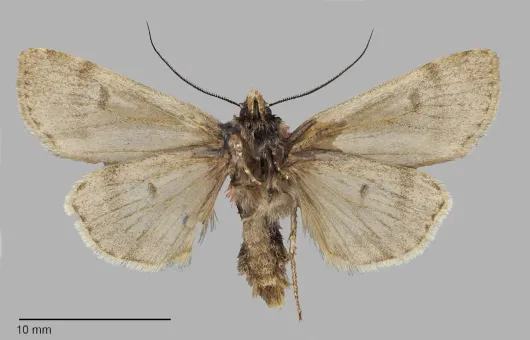 Euxoa apopsis