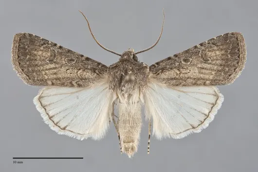 Euxoa atomaris