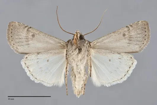 Euxoa atomaris