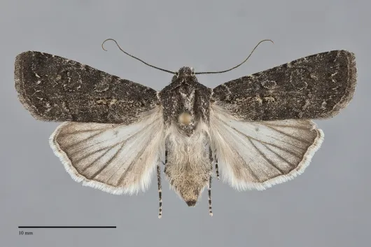Euxoa atomaris