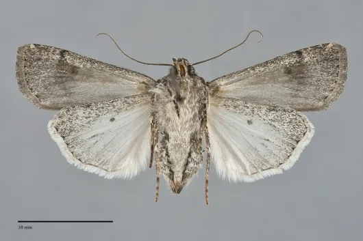 Euxoa atomaris