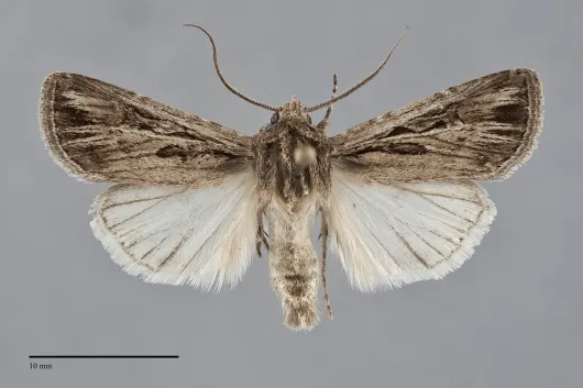 Euxoa atristrigata