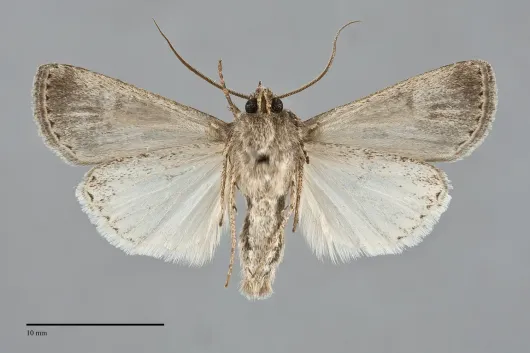 Euxoa atristrigata