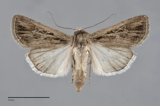 Euxoa atristrigata