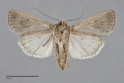 Euxoa atristrigata