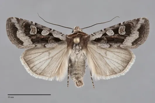 Euxoa auripennis