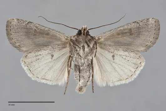 Euxoa auripennis