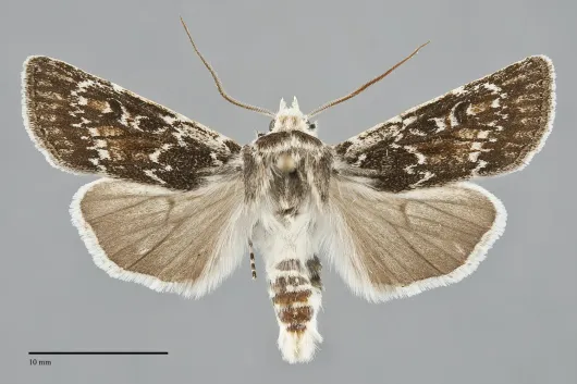 Euxoa aurulenta