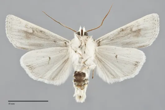 Euxoa aurulenta