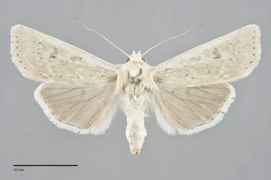 Euxoa aurulenta