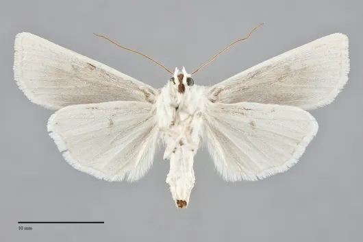 Euxoa aurulenta