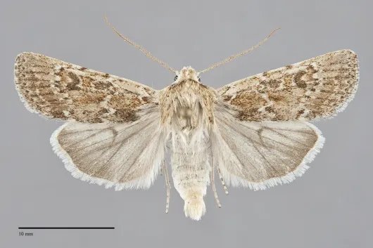 Euxoa aurulenta