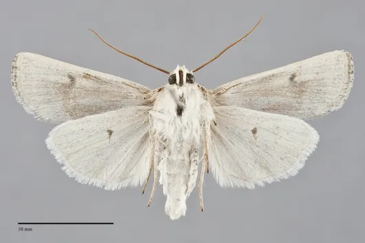 Euxoa aurulenta