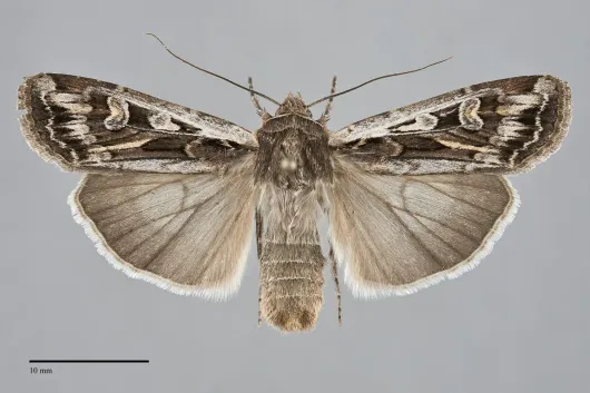 Euxoa auxiliaris