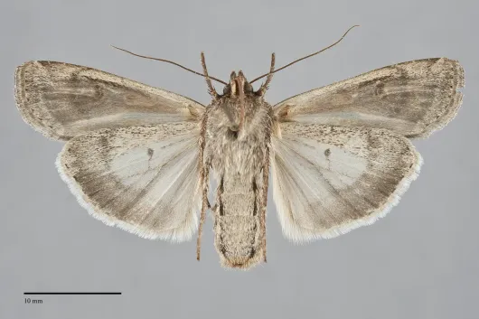Euxoa auxiliaris
