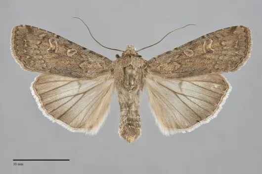 Euxoa auxiliaris