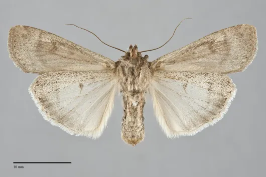 Euxoa auxiliaris