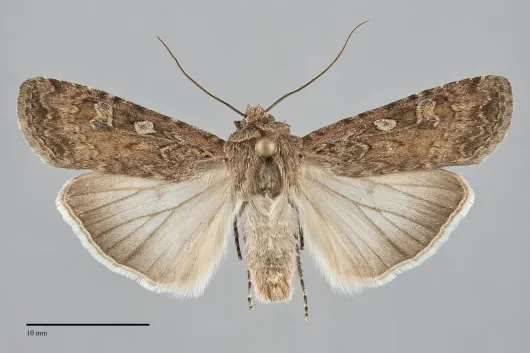 Euxoa auxiliaris