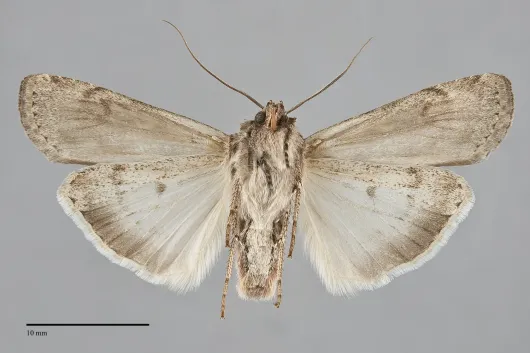 Euxoa auxiliaris