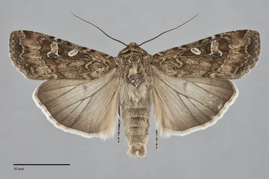 Euxoa auxiliaris