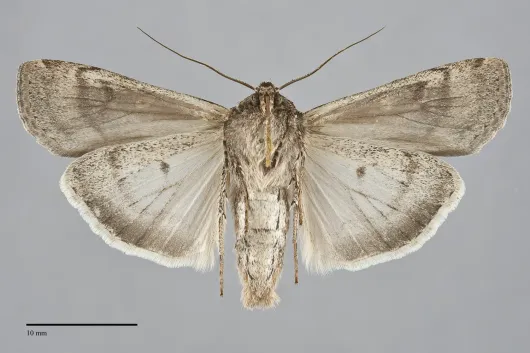 Euxoa auxiliaris