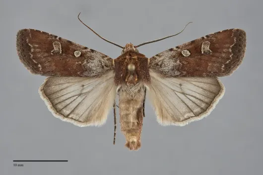 Euxoa basalis