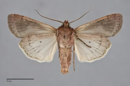 Euxoa basalis