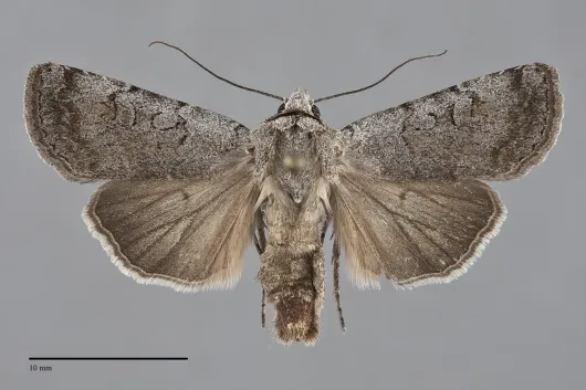Euxoa bicollaris
