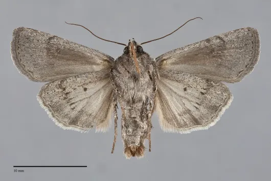 Euxoa bicollaris
